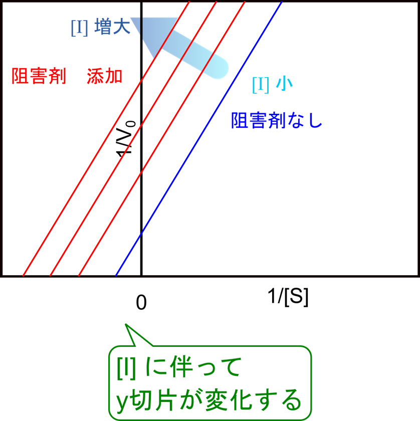 不競合阻害ではLineweaver Burk プロットはY切片が [I] が増大するにしたがって増大する。ただし、傾きは一定である。