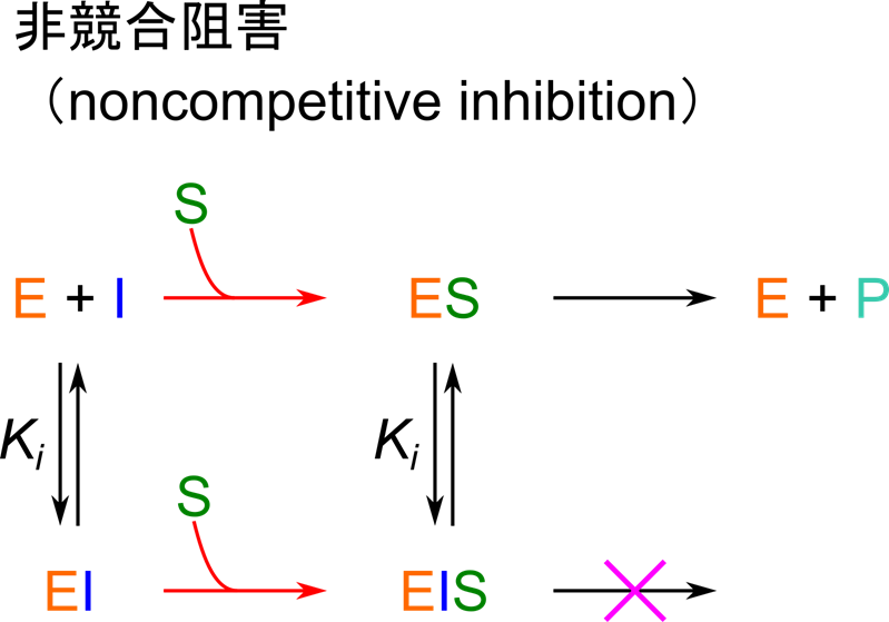 非競合阻害剤はES複合体、酵素単体の両方に結合して阻害する阻害剤である。阻害剤は酵素単体とも結合できる点で不競合阻害剤とは異なる