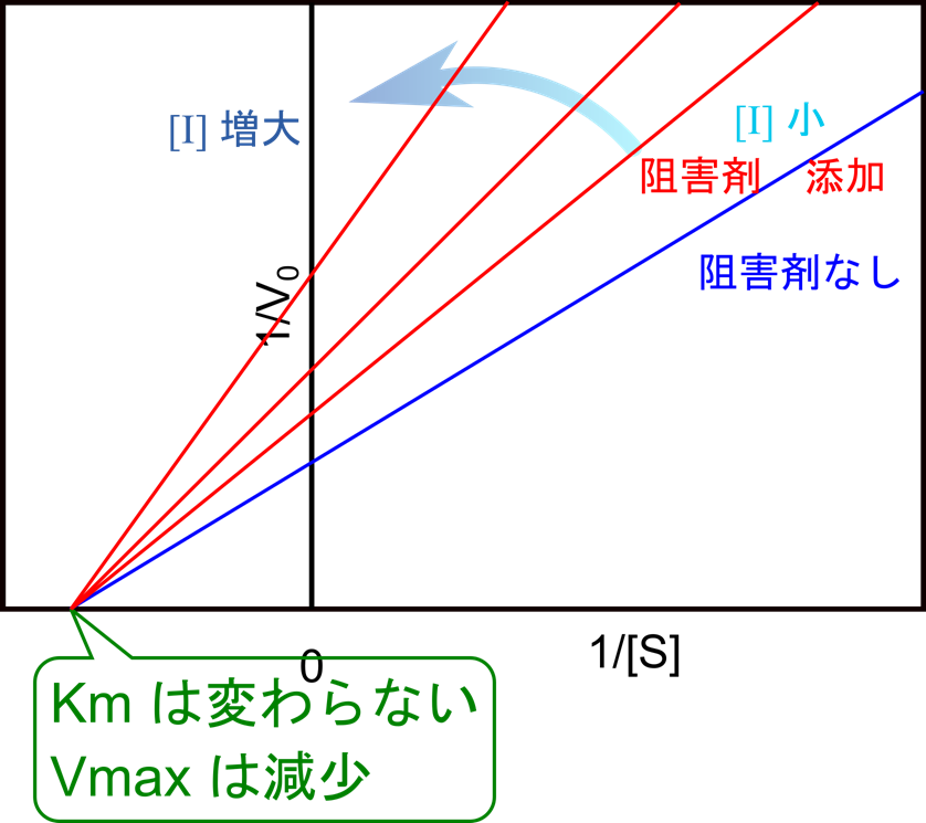 非競合阻害ではLineweaver Burk プロットはX切片が変化しない一方で、傾きとY切片が [I] の増大に伴って増大する。