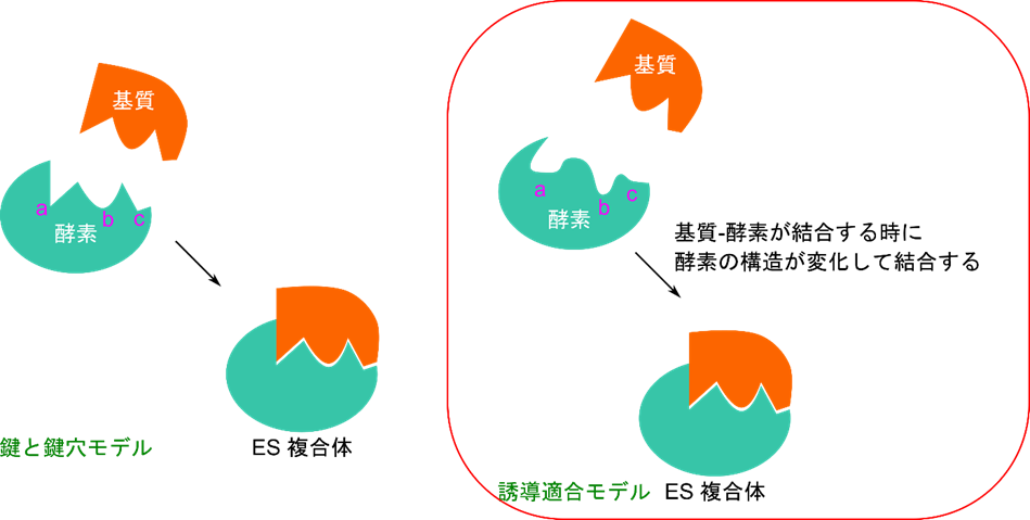 酵素と基質は鍵と鍵穴のように活性部位に基質が合致するときに認識されて活性が発揮されるとするモデルを鍵と鍵穴モデルという。一方で酵素の活性部位は必ずしも基質に合致するわけではなく、基質と相互作用すると酵素が形を変動させて基質に合致するようになるとするモデルを誘導適合モデルという